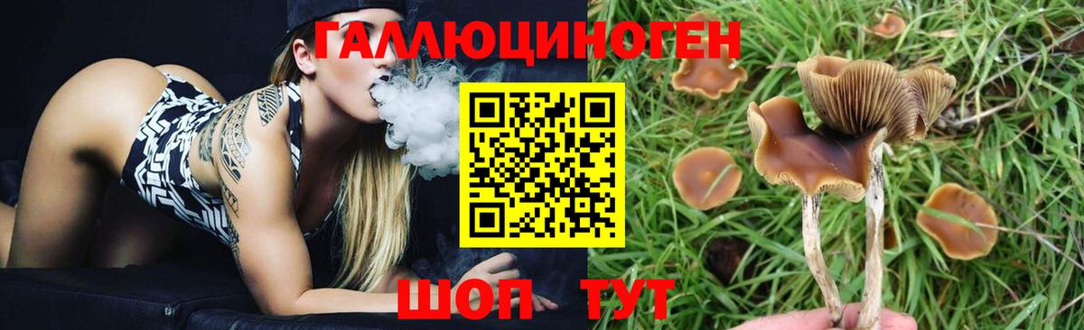 Псилоцибиновые грибы Psilocybe  Вход с VPN  Георгиевск 